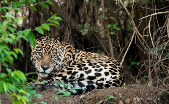 Ein Jaguar im Amazonasgebiet