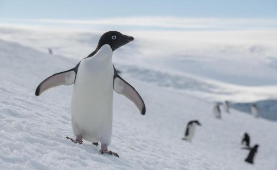 Adélie-Pinguin-Kolonie in der Antarktis