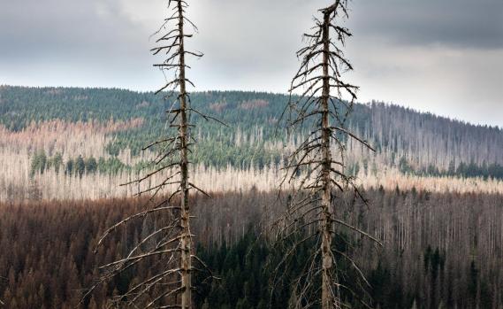 Forest Drought in Harz Mountains in Germany