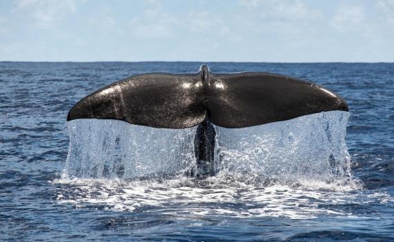 Sperm Whale Fluke in the Indian Ocean