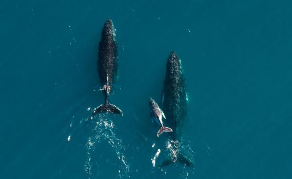 Luftaufnahme von Buckelwalen, die entlang der Ningaloo-Küste in Westaustralien wandern