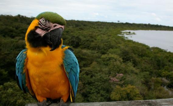 Blaukehl-Makao-Papagei in Brasilien