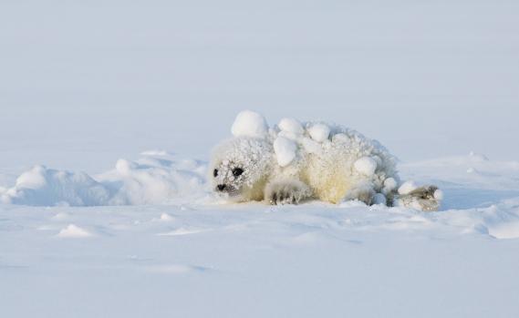 Der Winter 2015/2016 ist ein Rekordtief für die jährliche maximale Meereisausdehnung in der gesamten arktischen Region. In Spitzbergen sind die Fjorde normalerweise teilweise mit Meereis bedeckt, aber in diesem Winter ist der größte Teil des Archipels von offenem Wasser umgeben. Ringelrobben benötigen zu dieser Jahreszeit gutes Meereis, um ihre Jungen aufzuziehen, und Eisbären, die gerade aus ihren Höhlen aufgetaucht sind, sind auf eine gesunde Meereisdecke angewiesen, auf der sie die Robben jagen können.