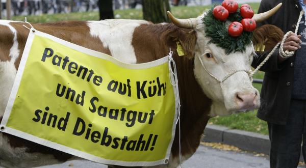 Greenpeace protestiert u. a. mit Misereor vor dem Europäischen  Patentamt  (EPA): Eine Kuh trägt ein Banner mit der Aufschrift "Patente auf Kühe und Saatgut sind Diebstahl". 2008