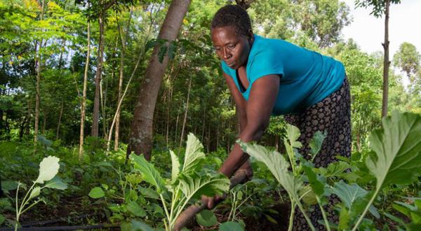 Prisca Mayende bewirtschaftet eine Anbaufläche mit Grün-Pflanzen.