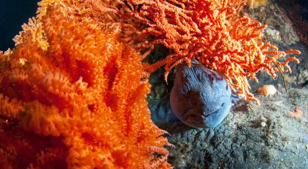Kaltwasserkorallen