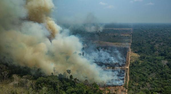 Waldzerstörung in Brasilien