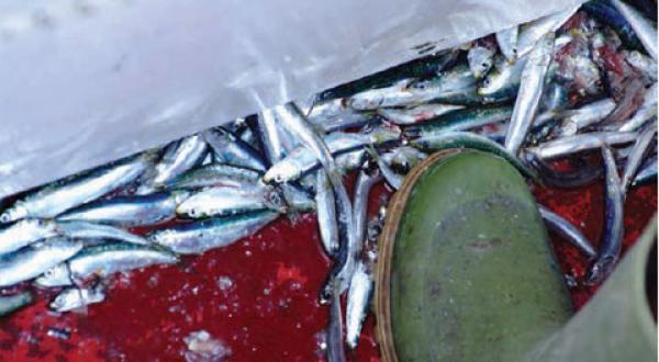 Unerwünschte Anchovis werden über Bord eines Trawlers in den Chioggia Kanal geworfen. Übrig bleibt eine Spur der toten Fische im Wasser.