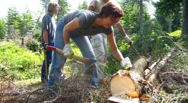 Ehrenamtliche bei der Arbeit für das Bergwaldprojekt