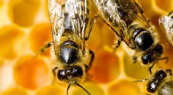 Biene auf Honig.