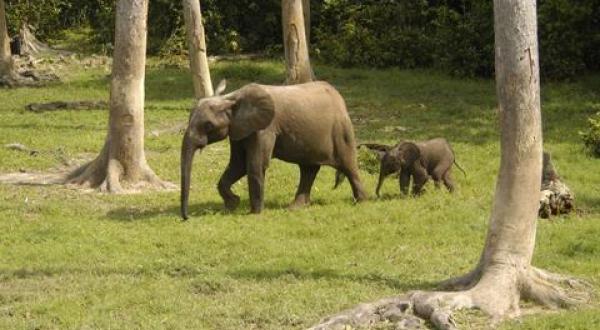 rainforest elephants