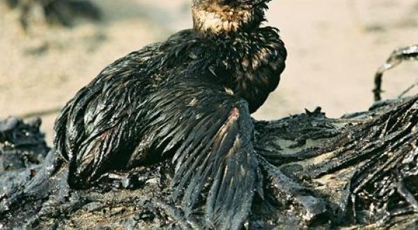 oil spill Spain