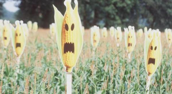 genetic maize field