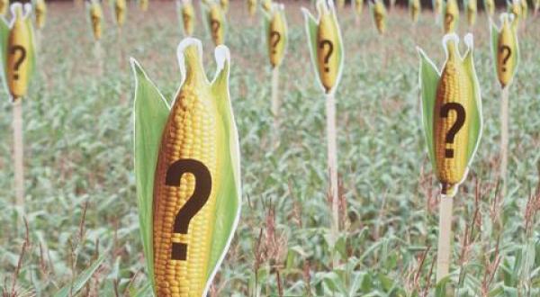Maisschilder mit Fragezeichen versehen auf einem Mais-Feld