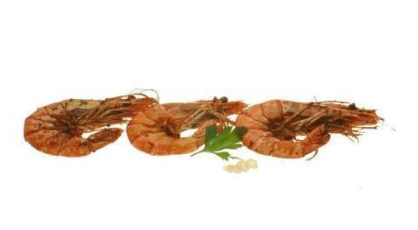 fish food / shrimps