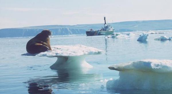 walrus on iceflow