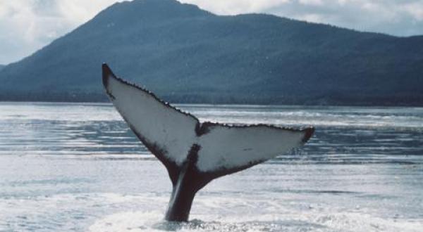 whale flukes