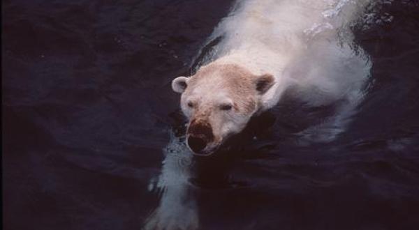 Eisbär schwimmt in Alaska im August 1998.