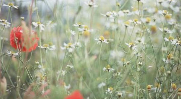 organic farming Germany