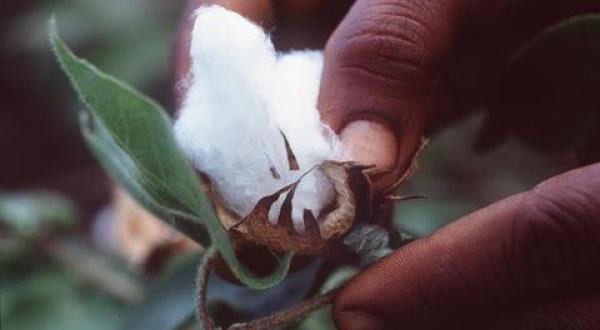 Bio-Baumwolle Indien