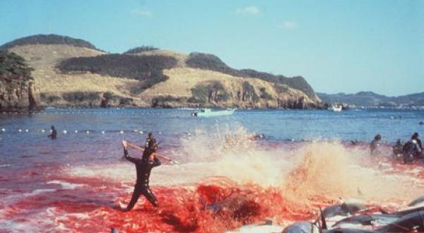 dolphin slaughter Japan