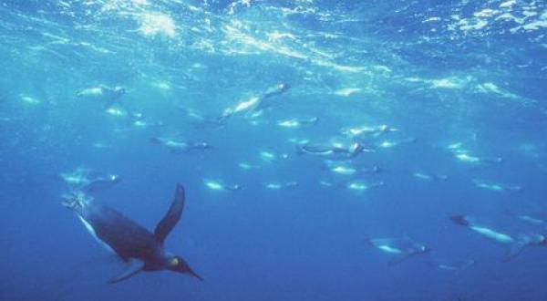 diving penguins