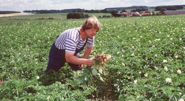 organic-farming potatoes