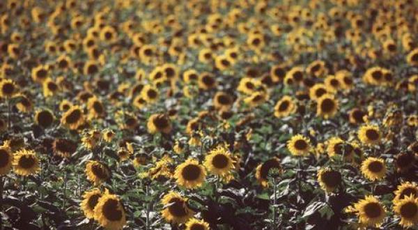 Monokultur in Argentinien: Sonnenblumen auf einem Feld.