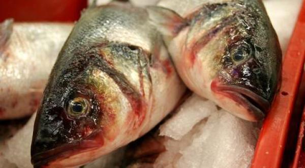 seabass for sale