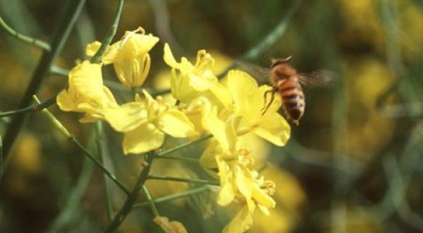 Raps-Blüte mit Honig-Biene.