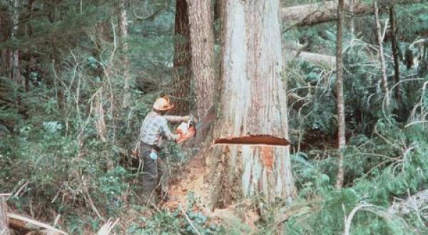 logging British Columbia