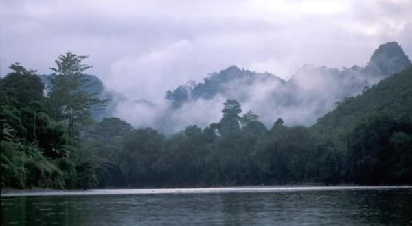 Kalimantan rainforest