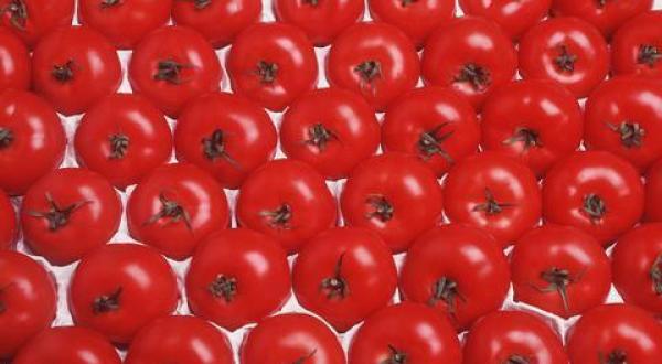agriculture tomatoes