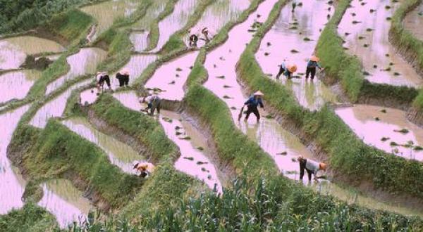 rice planting China