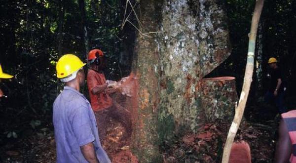 rainforest logging Congo