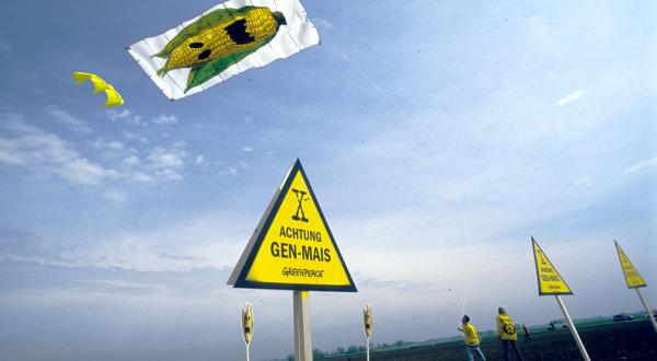 gmo corn kite action