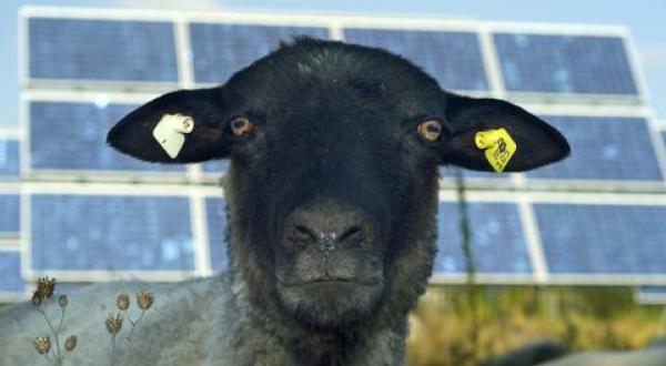 photovoltaics and sheeps