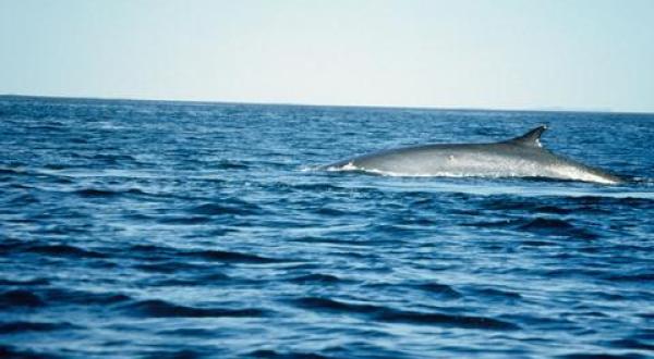 Fin whale /Finnwal