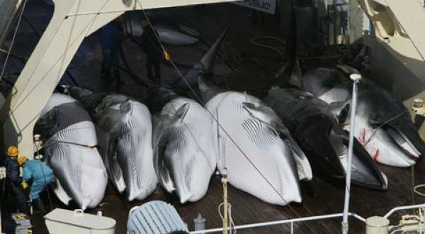 Japanese whaling fleed