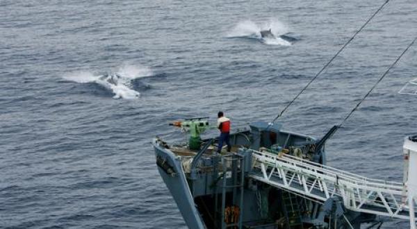 Japanese whaling action