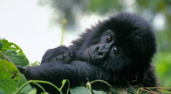 Gorillas im Kongo
