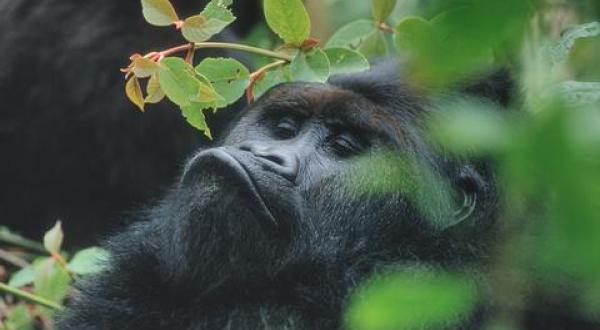 Gorillas im Kongo