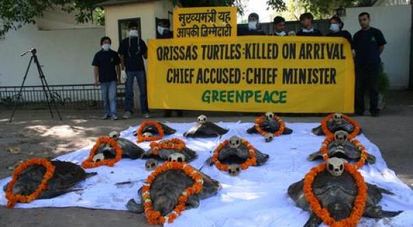 Turtle action Orissa
