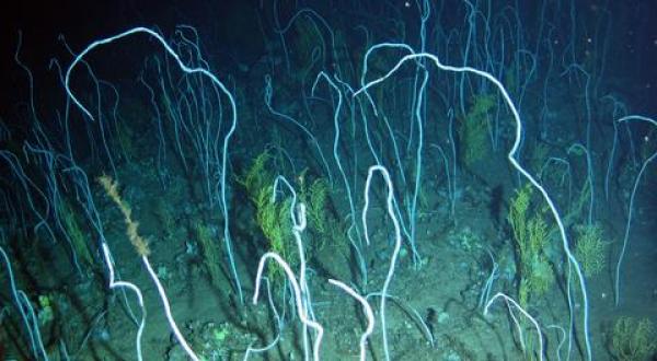 Deep water corals