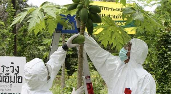 GMO papaya action Thailand