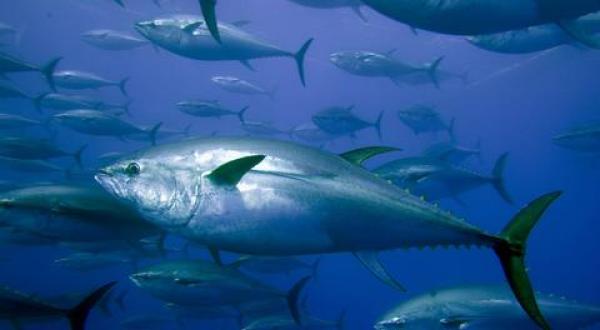 tuna fishing Mediterranean