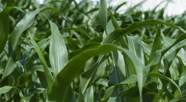 GMO maize at DLG Feldtage