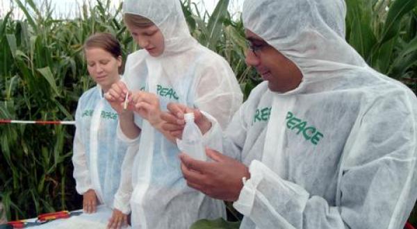 GMO maize action