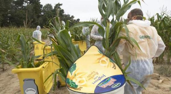 GMO maize action Brandenburg