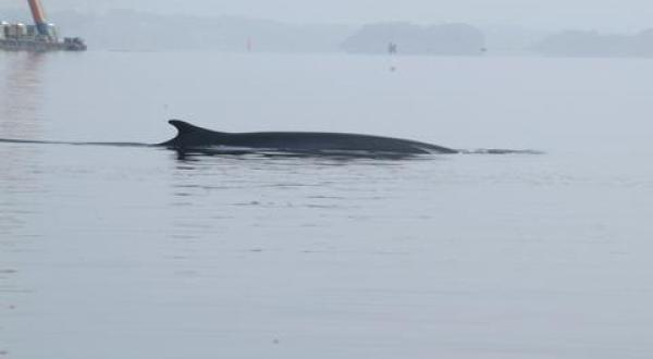 fin whale / Finnwal